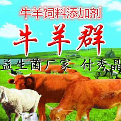 肉牛育肥益生菌傻吃肥保提高采食量