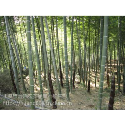 供应中华竹的文化楠竹的产地毛竹的加工方法 价格 厂家 中国供应商