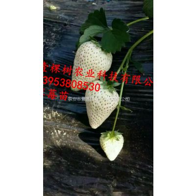 草莓苗产地直销 壹棵树农业科技基地供应 量大从优 成活率***