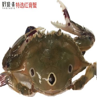 厂价批发冷冻100/150,150/200,200/300好这味红膏三点蟹，红膏蟹，红母，膏多肉肥