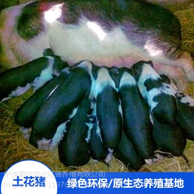 流沙河宁乡土花猪生态养殖备孕母猪农林牧渔项目合作价格合理