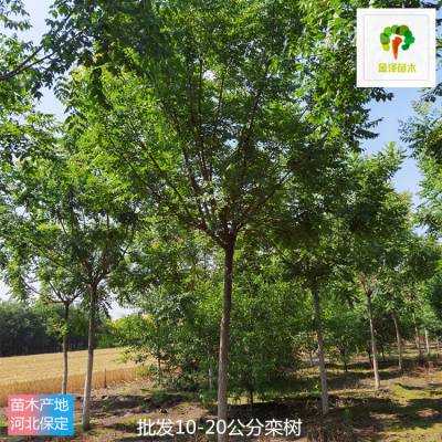 四川栾树产地出售 北方栾树 品种全 现号现挖 绿化工程