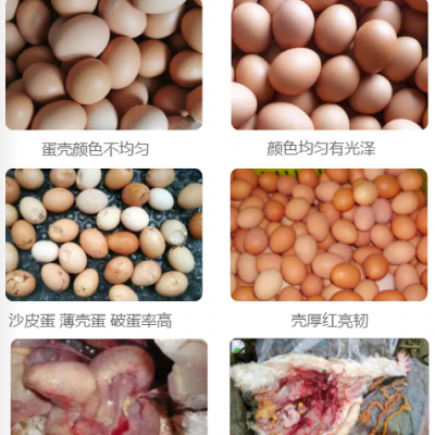 蛋鸡专用益生素壳红素降低鸡蛋破损率减少破壳蛋