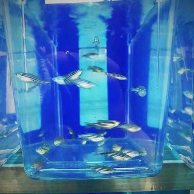 斑马鱼实验AB/TU/TL品系野生型毒理科研产卵3~9月龄成年斑马鱼