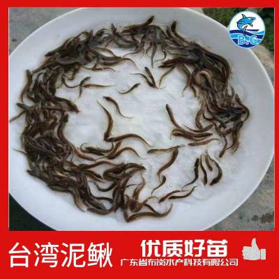 池塘养鳅，台湾泥鳅鱼苗，台湾泥鳅养殖场，鱼苗全国发货