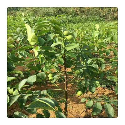 润景直销核桃占地苗 清香薄皮核桃苗 *** 香玲核桃树苗