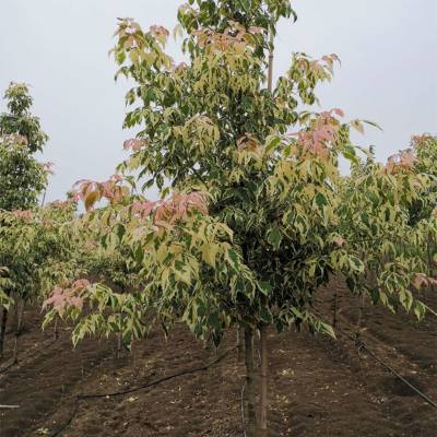 复叶槭火烈鸟小区庭院公园造景绿化种植景区园林观赏树