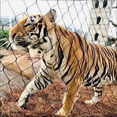 不锈钢动物笼舍网 柔性动物园围网 狮子老虎防护隔离围栏网供应