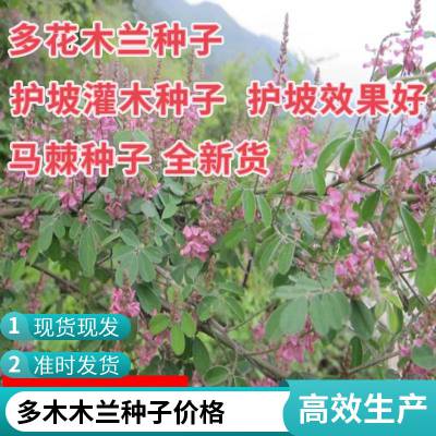 批发多花木兰 新种上市 量大优惠 出售花木兰 花木兰供应