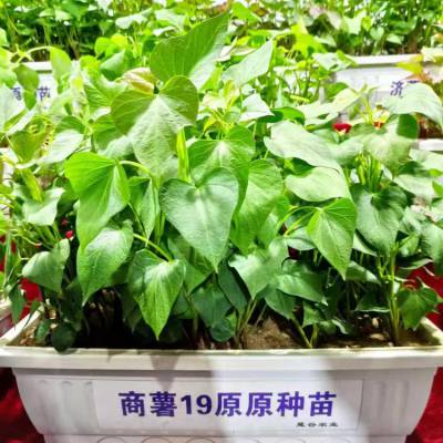 安徽脱毒地瓜苗-薯种-红薯苗种植基地-现剪现发-高淀粉商薯19