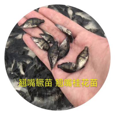 江西景德镇咨询鳜鱼苗 鳜鱼苗公分苗