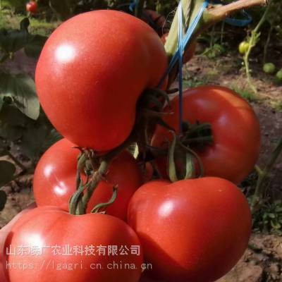 泰吉1号 粉果番茄种子 意佰芬-5 硬粉西红柿苗 中研益农西红柿