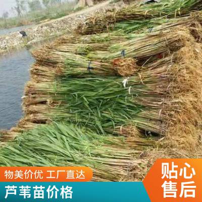 护坡护堤专用芦苇苗厂家直供 公园水池 全国配送发货
