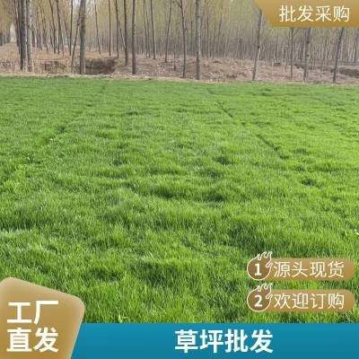 通州家庭花园设计铺装户外家庭庭院设计户外草坪铺装早熟禾草坪