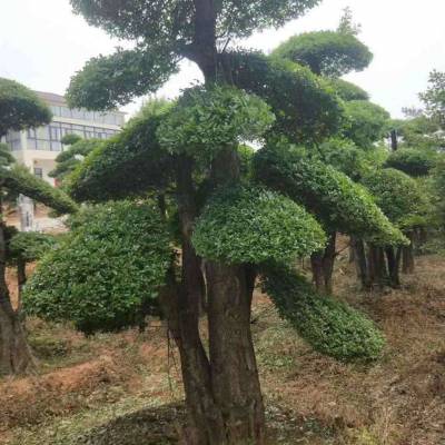 对节白蜡占地树参考价格