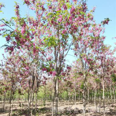 十二公分香花槐 远销江西南昌 无病虫害 开具检疫