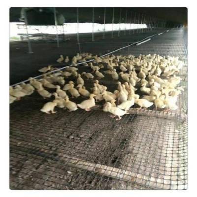 水产养殖塑料网 德宏 养鸡围栏网 厂家销售