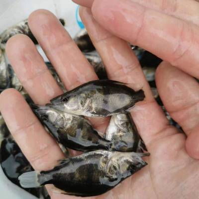 平顶山贵花鱼鳌花鱼苗养殖场鲮鱼养殖鳌花鱼苗