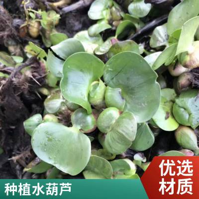 山东水葫芦洪坤 洪坤水葫芦绿化 水生植物批发 凤眼莲花卉 水生葫芦