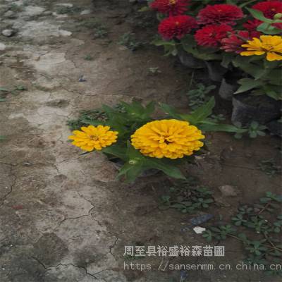 高陵卖春季路边花草草籽 荒地复绿生长快 混播草坪种子价格