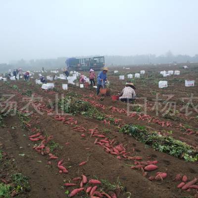 西瓜红红薯现挖批发出售 红蜜薯新鲜出品 基地直供