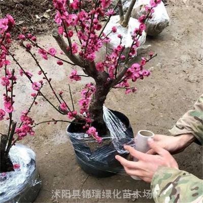 浙江红梅 湖州红梅花盆景 盆栽红梅老桩 梅花 冬季观花