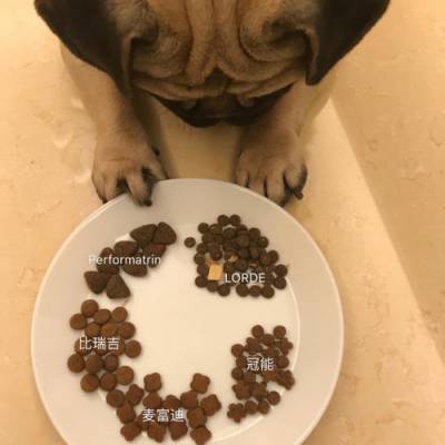 How to choose dog foodѡ/֮/ع˾