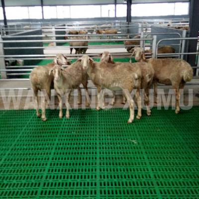塑料羊粪板 羊床搭建 羊床制作 养羊专用塑料羊床 羊床地板