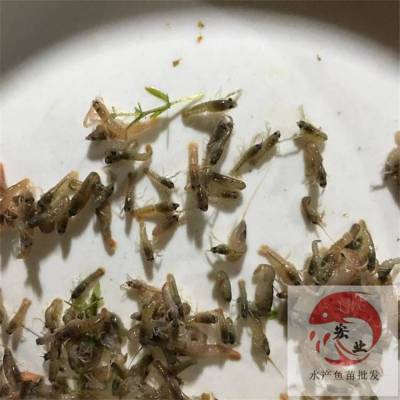 忻州市苗场咨询澳洲龙虾苗 小龙虾苗基地