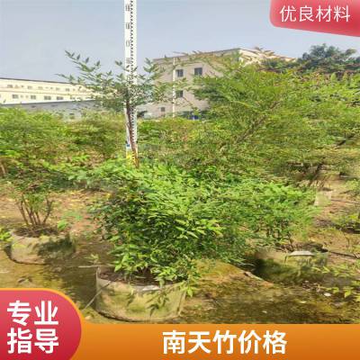 庭院卧室阳台绿化植物盆栽红天竹 南天竹 叶色鲜艳观赏性高