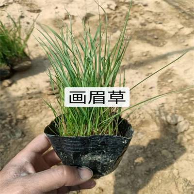 基地直供红知风画眉草 大小盆苗 绿化杯苗 营养袋苗 品种观赏草 耐寒耐旱