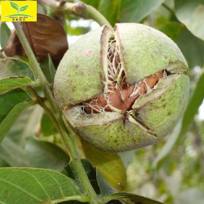 供应1公分香玲嫁接核桃苗 现挖现卖 树形优美 货源充足