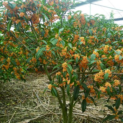 桂花基地批發桂花盆栽嫁接桂花樹園林桂花苗木正規