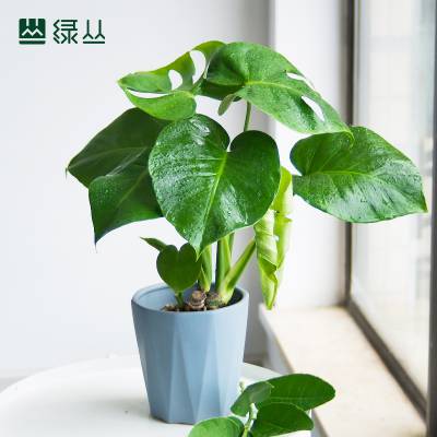 植物租赁 龟背竹 好养耐阴净化空气