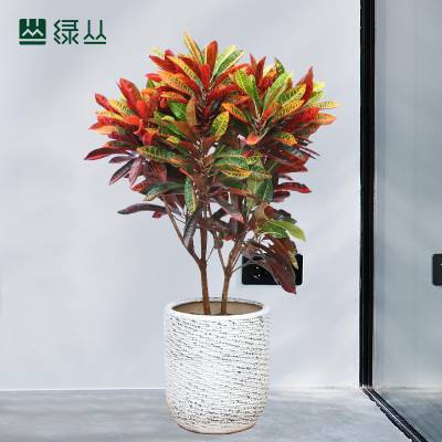 变叶木 中大型落地款 大胖车砂盆 武汉同城绿植配送
