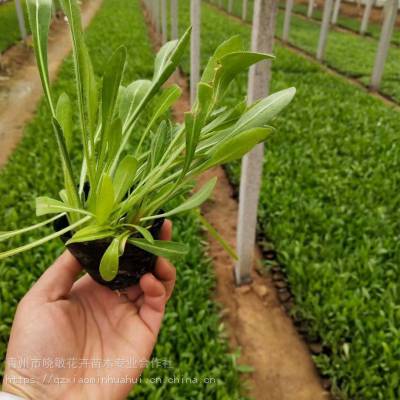 蛇莓批发种植基地 蛇莓供应基地