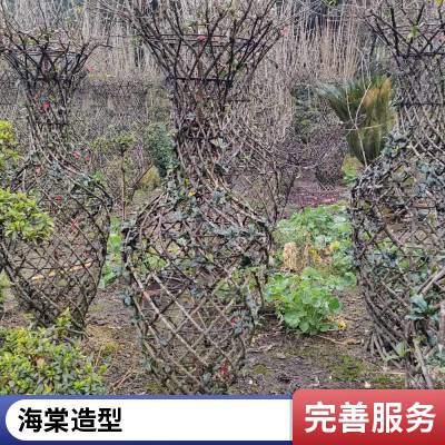 贴梗海棠 造型花瓶 高度2米至高度4米 巴蜀园艺基地直发