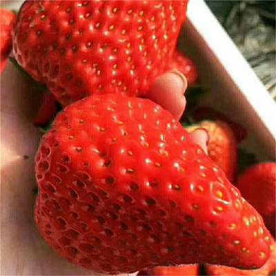 红颜草莓苗价格_章姬草莓苗