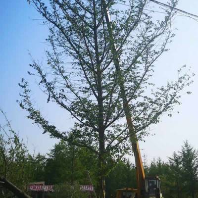 ݽľ 22Ǯ 28cm