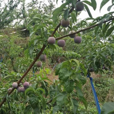 株洲五月脆李子树苗-缘道苗木基地-五月脆李树苗基地