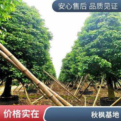 卓绿苗圃出售秋枫移植苗 全冠半冠大骨架秋枫树产地厂家批发直销价格实惠