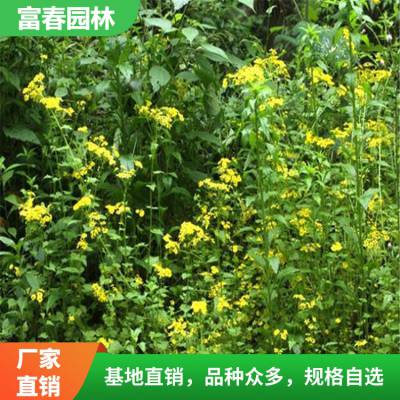 基地种植新鲜蒲儿根 猫耳朵肥猪苗 矮千里光鲜品