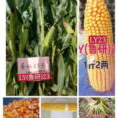 鲁研106玉米种图片