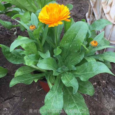 金盏菊 花卉基地销售 花带花卉 花镜种植花卉 金盏菊花卉批发 盆栽花卉 摆花品种