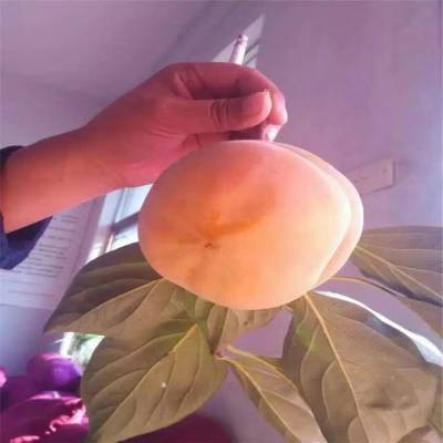 清香核桃苗栽种事项介绍清香核桃苗施肥技术