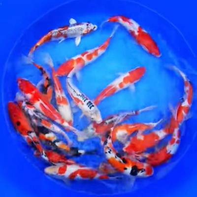 嘉善锦鲤 活体观赏鱼 锦鲤鱼 渔场直销