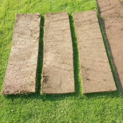 马尼拉草皮 湖南永州水库护坡用的草坪批发价格 哪里有卖的