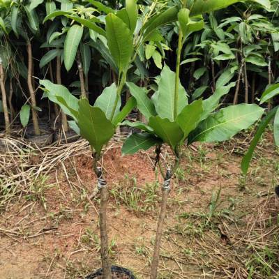 广西芒果苗批发 四季蜜芒杯苗 四季芒果苗产地货源