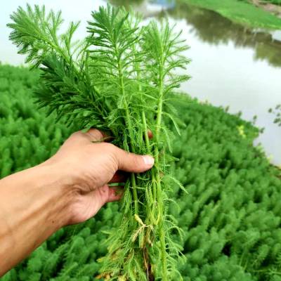 粉绿狐尾藻 水下水面都能生长繁殖 根茎粗壮 当天采挖装车