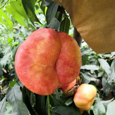 金苹美桃树苗推荐种植 金苹美桃树苗品种多